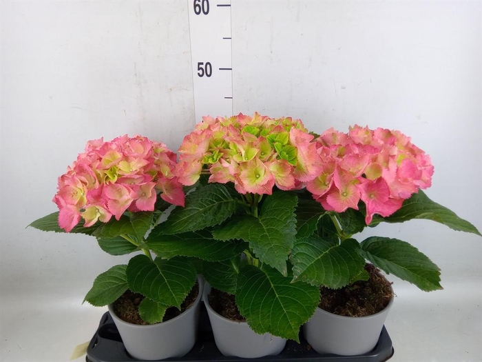 <h4>Hydrangea mac.   ...</h4>