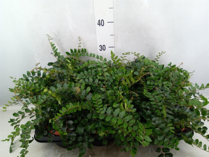 <h4>Pellaea rotundifolia</h4>