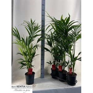 Howea forsteriana 19Ø 125cm 5pp