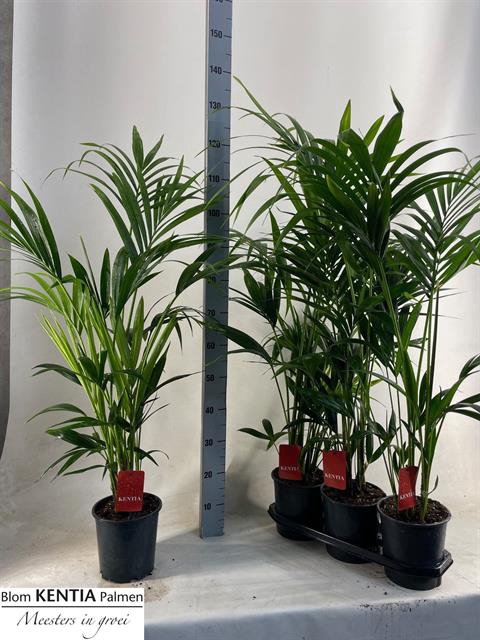 Howea forsteriana 19Ø 125cm 5pp