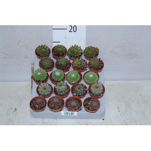 Sempervivum Mix