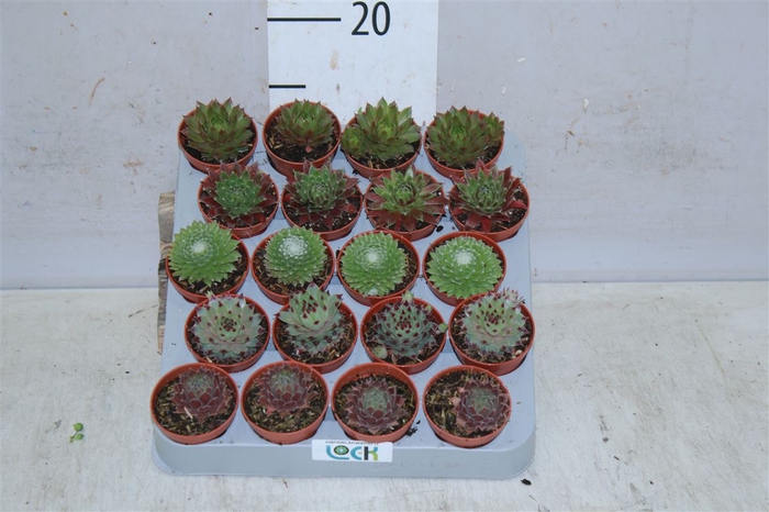 <h4>Sempervivum Mix</h4>