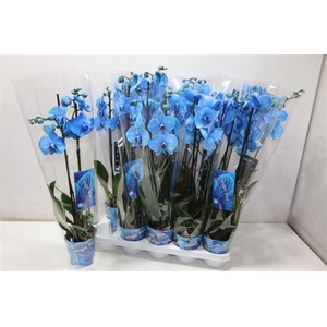 arr8 Phal Magic Blue