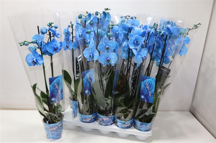 <h4>Phal Magic Blue</h4>