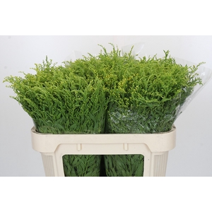 Solidago Golden Glory