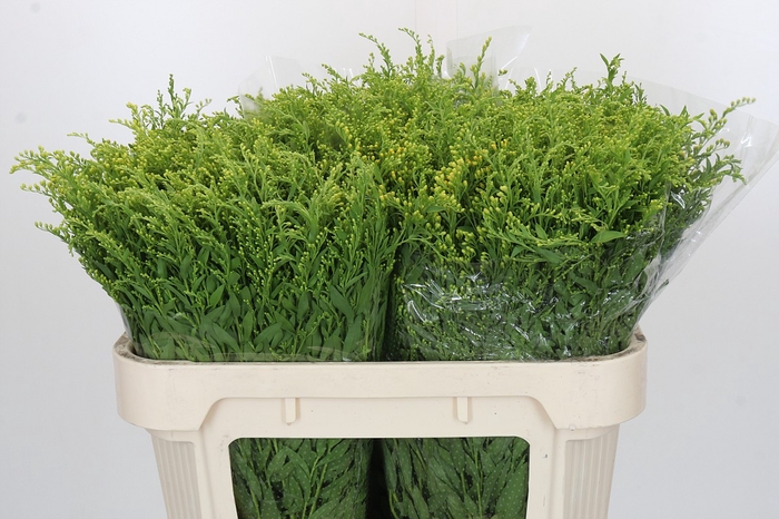 <h4>Solidago Golden Glory</h4>