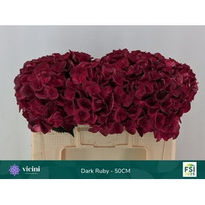 HYDR M MAG DARK RUBY