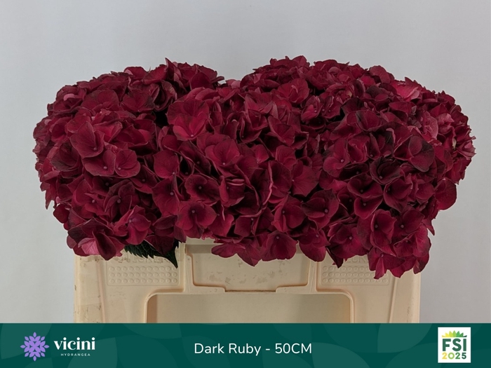 <h4>HYDR M MAG DARK RUBY</h4>