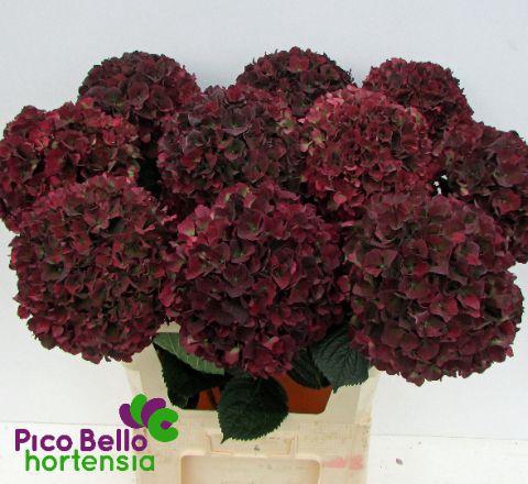 <h4>Hydrangea mag ruby red classic</h4>
