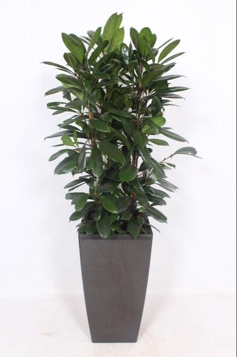 <h4>Ficus Cyathistipula in Piza pot "antraciet"</h4>