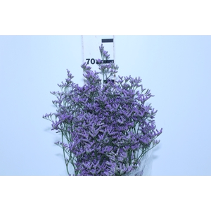 LIMONIUM 070 CM ROXO