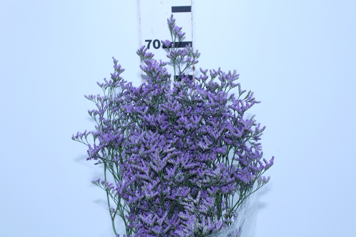 LIMONIUM 070 CM ROXO