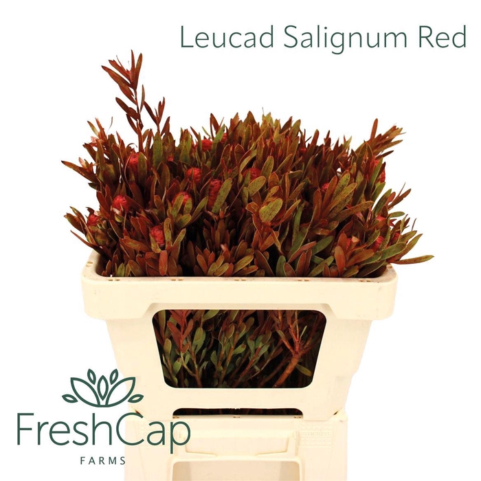 <h4>Leucad Salignum Red</h4>