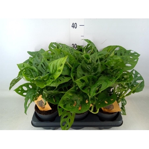 Monstera obliqua 'Monkey Mask'