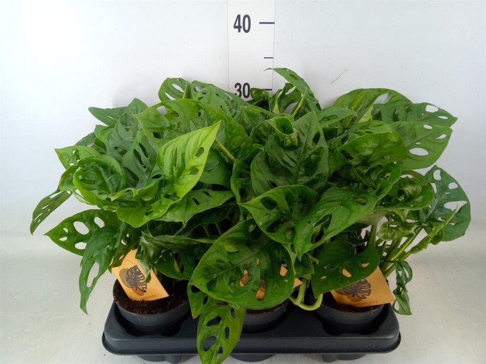 <h4>Monstera obliqua 'Monkey Mask'</h4>