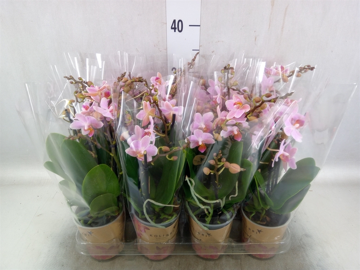 <h4>Phalaenopsis multi.   ...lilac</h4>