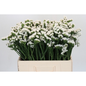Limonium sinuatum Silvery Sun Birds