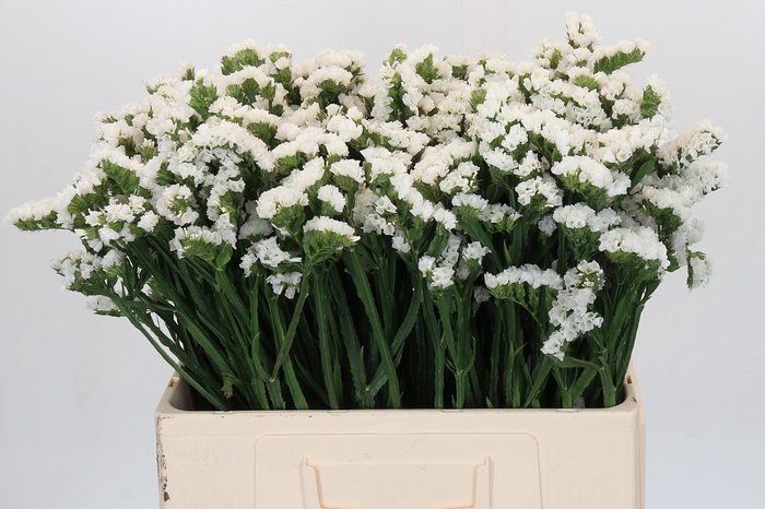 <h4>Limonium sinuatum Silvery Sun Birds</h4>