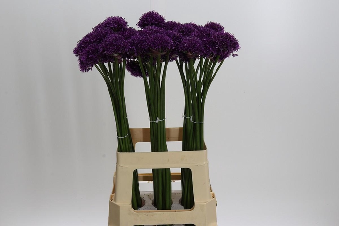 <h4>Allium Chicago</h4>