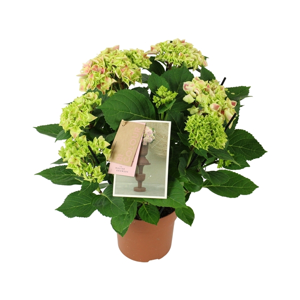 <h4>Hydrangea bicolor pink 7/8 flowers</h4>