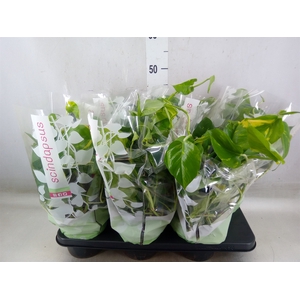 Epipremnum pinn.   HG