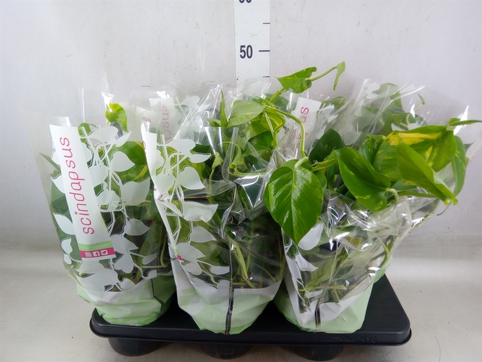 <h4>Epipremnum pinn.   HG</h4>