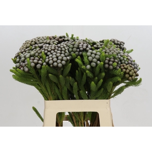 Kaaps Groen Albiflora