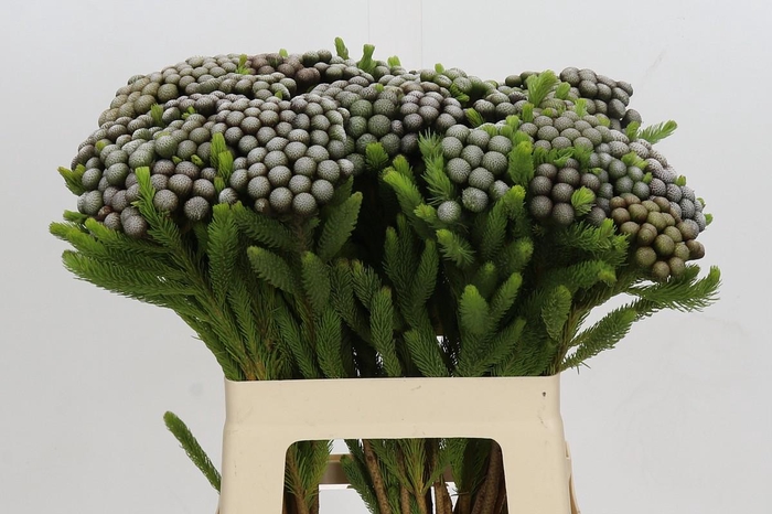 <h4>Kaaps Groen Albiflora</h4>