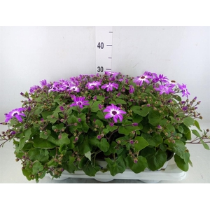 Pericallis cr. 'Senetti Magenta Bi'