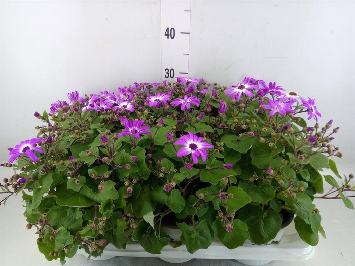 <h4>Pericallis cr. 'Senetti Magenta Bi'</h4>