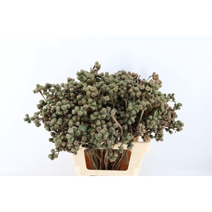 Euca Clock Long 60cm P Bunch