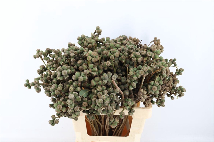 <h4>Euca Clock Long 60cm P Bunch</h4>