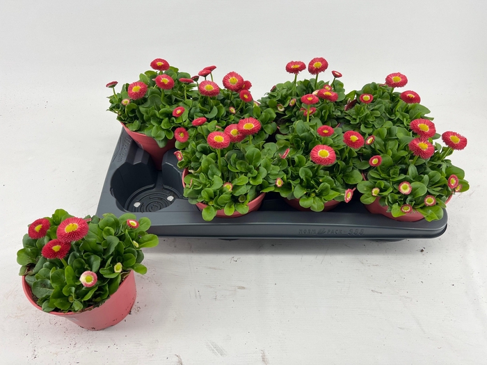 <h4>BELLIS P KL RU ROSE</h4>