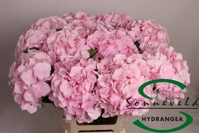 <h4>HYDR M CH VERENA</h4>