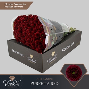 Chr S Purpetta Red