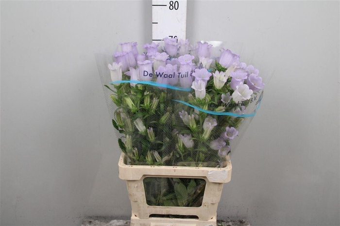 <h4>Camp M Champion Lavender</h4>