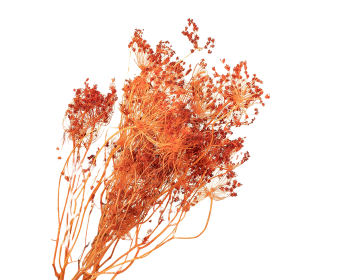 <h4>Bupleurum Orange</h4>