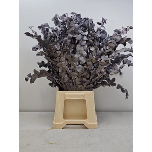 GESTABILISEERD EUC STUARTIANA GRIJS