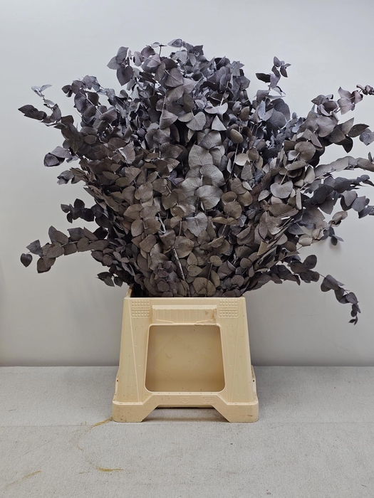 <h4>GESTABILISEERD EUC STUARTIANA GRIJS</h4>