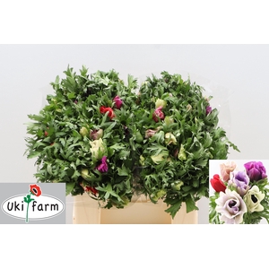 ANEM CO GALIL PASTEL