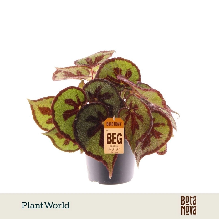 <h4>Begonia masoniana Mountain</h4>