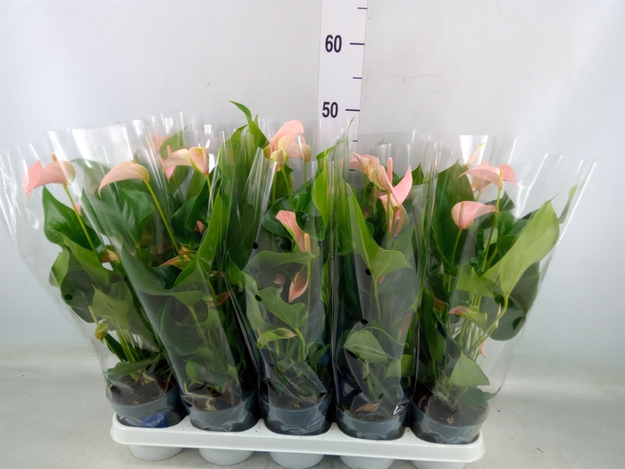 <h4>Anthurium andr. 'Joli Peach'</h4>