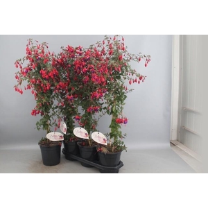 FUCHSIA OV