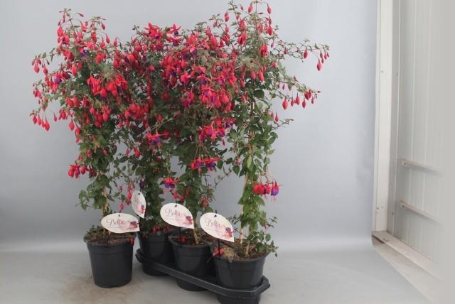 <h4>FUCHSIA OV</h4>