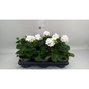 Pelargonium zona.   ...F1
