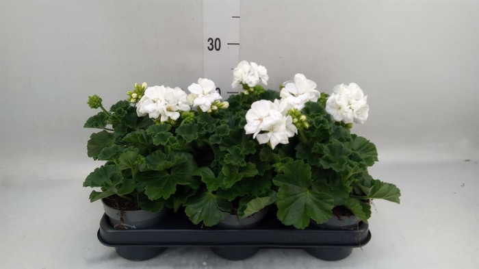 <h4>Pelargonium zona. ...F1</h4>