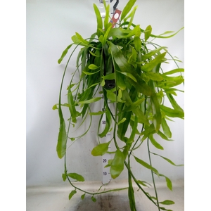Epiphyllum   ...