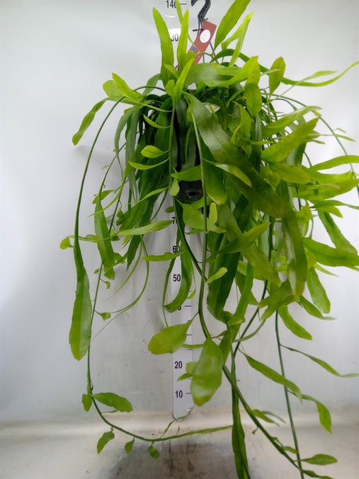 <h4>Epiphyllum   ...</h4>
