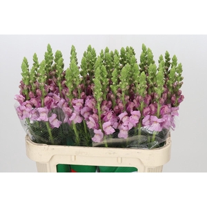 Antirrhinum Potomac Lavender