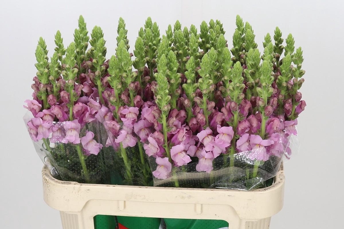 <h4>Antirrhinum Potomac Lavender</h4>